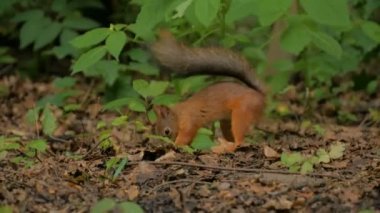 Sevimli sincap gizleme fındık