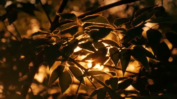 Nature background with silhouette of foliage — Stock Video