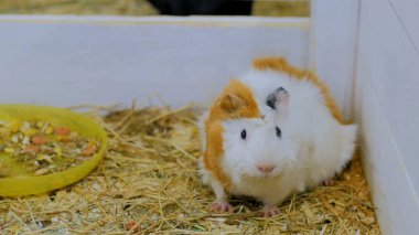 Hayvanat bahçesi kamera bakmak eskiden şiling şimdi domuz