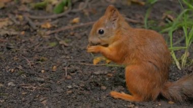 Sevimli sincap fındık parkta yemek