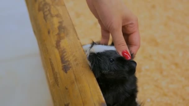 Жінка погладжує морських свинок в зоопарку — стокове відео