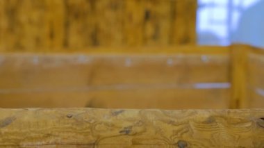 Meraklı kobaylar etrafa bakınıyor.