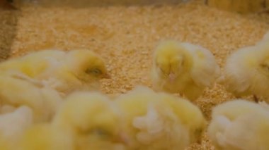 İletişim Hayvanat Bahçesi şirin uykulu tavuklar