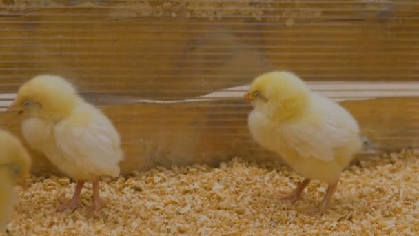 Cute little yellow chickens on farm — Stock Video