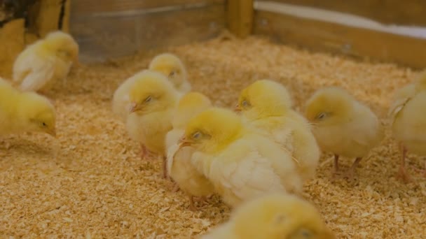 Cute sleepy newborn chickens on zoo — Stock Video