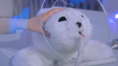 Robot gösterisinde kadın sevimli Japon robot fokunu okşadı