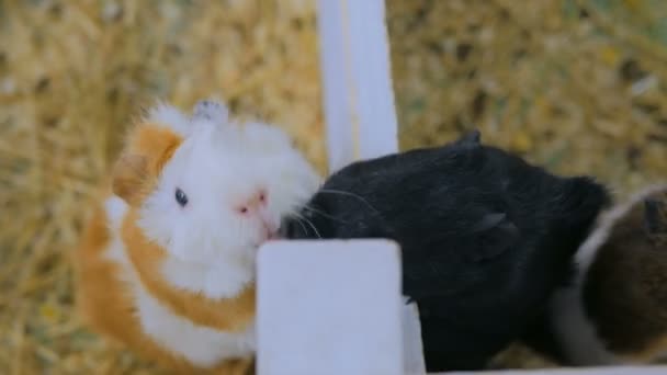 Groep van cavia 's — Stockvideo