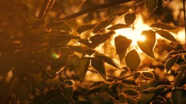 Doğa arka plan bitki örtüsü silueti ile