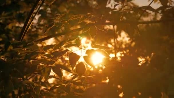 Природний фон з силуетом листя — стокове відео