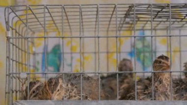 Evde kafeslerde bıldırcın çiftliği