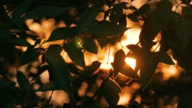 Doğa arka plan bitki örtüsü silueti ile