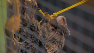 Sevimli maymun ipe asılı