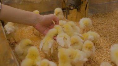 Kadın bir darı tavuklar Hayvanat Bahçesi için vermek