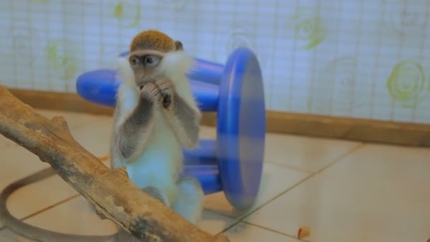 猴坐在树边吃芒果果 — 图库视频影像