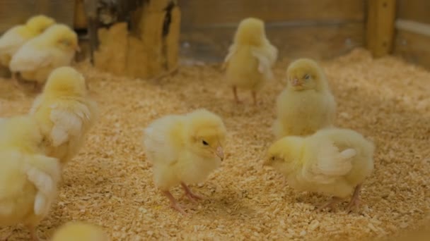 Few days old chickens on zoo — Stock Video