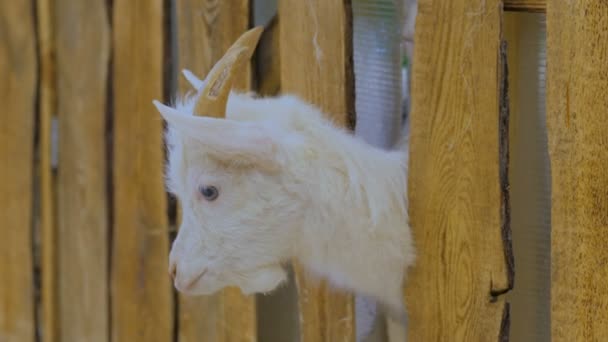 Las cabras miran a su alrededor desde una cerca de madera en una granja — Vídeos de Stock