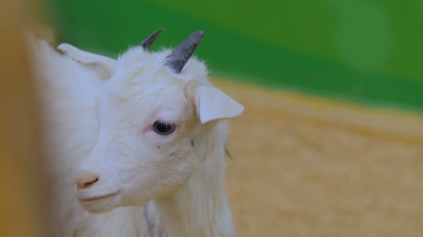 Goats looks around from wooden fence on a farm — Stock Video