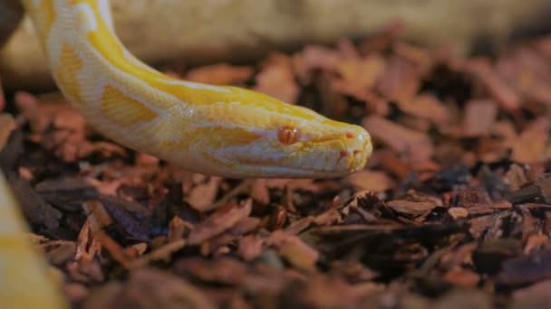 Serpente giallo spettacolo lingua — Video Stock