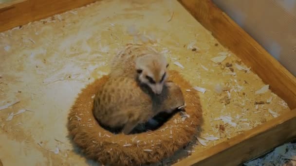 Dois meerkats dormindo em sua casa — Vídeo de Stock