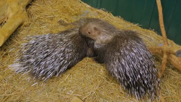 Family of porcupine lying at the zoo — Stock Video