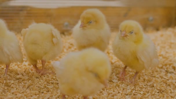 Group of baby chicken on farm — Stock Video