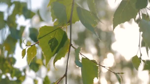 Sfondo naturale con fogliame — Video Stock