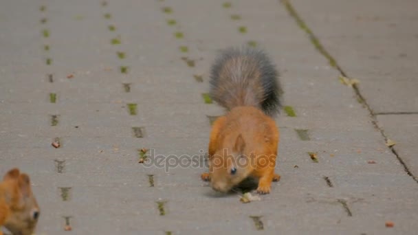 Lindas ardillas rojas comiendo nueces en el parque — Vídeos de Stock
