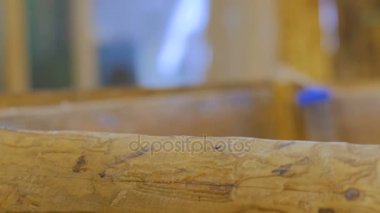 Bir kadın hayvanat bahçesinde iki kobayla besleniyor.