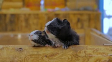 Tahta çitten bakan meraklı kobay fareleri