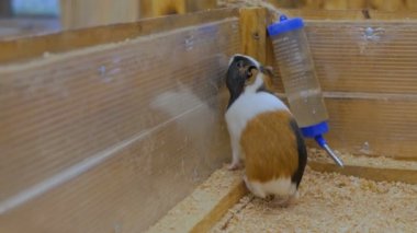 Çitin seyir theit evde şirin meraklı eskiden şiling şimdi pigs