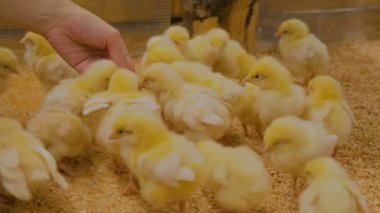 Kadın üzerinde kişi Hayvanat Bahçesi yeni doğan tavuk besleme