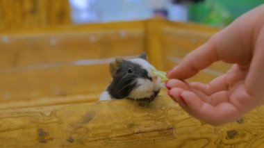 Bir kadın hayvanat bahçesinde iki kobayla besleniyor.