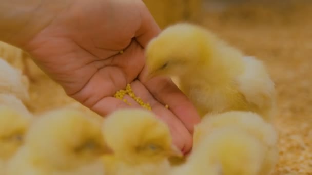 Mulher alimentando galinhas recém-nascidas no zoológico de contato — Vídeo de Stock