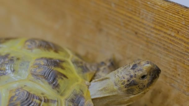 Turtle slowly crawl forward at zoo — Stock Video