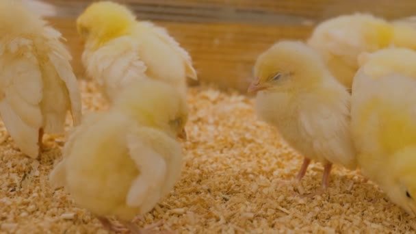 Cute sleepy newborn chickens on contact zoo — Stock Video