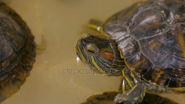 在水族馆游泳的小海龟近照 — 图库视频影像