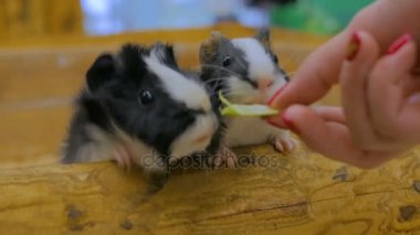 Bir kadın hayvanat bahçesinde iki kobayla besleniyor.