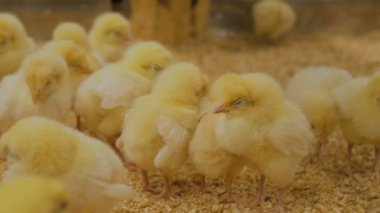 Birkaç gün eski tavuklar kişi Hayvanat Bahçesi