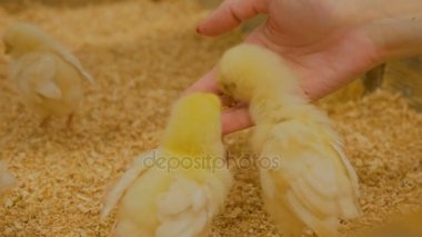 Kadın tavuk çiftliğinde bebek tavukları besliyor.