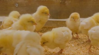 Birkaç gün eski tavuklar kişi Hayvanat Bahçesi