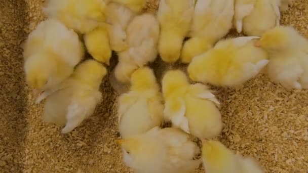 Top view. Woman feeding newborn chickens on contact zoo — Stock Video