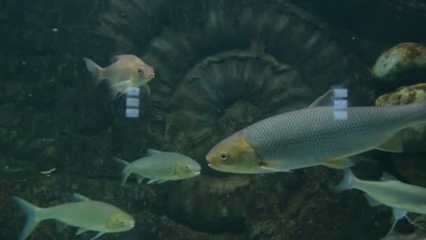 Verschillende vissen zwemmen in het enorme aquarium — Stockvideo