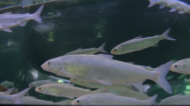 银鱼在巨大的水族馆里游来游去 — 图库视频影像