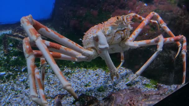 Giant Japanese Spider Crab Slowly Moving Video By C Zyabich Stock Footage 177711584