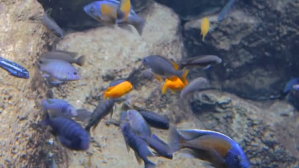 Kalv av färgglada fiskar simmar i enorma akvarium — Stockvideo