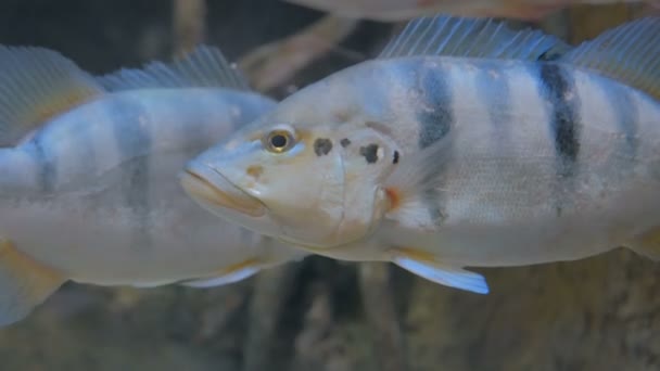 Close up tiro de peixe de prata — Vídeo de Stock