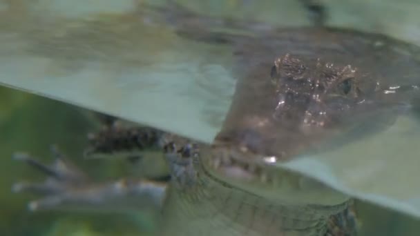 Close up tiro de crocodilo perigo — Vídeo de Stock