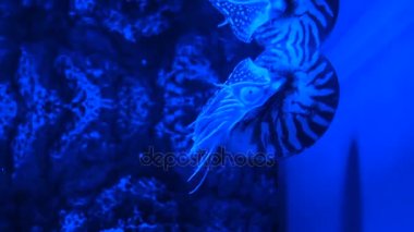 Akvaryumda yüzen Nautilus pompilius.