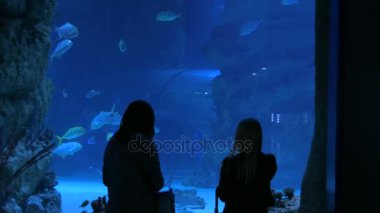 Balık izlerken oceanarium iki kadın
