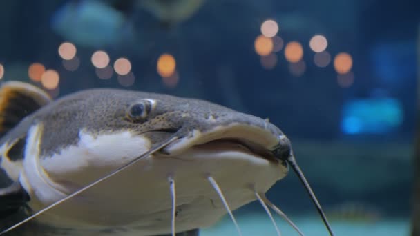 Pez gato grande. Phractocephalus hemioliopterus — Vídeo de stock